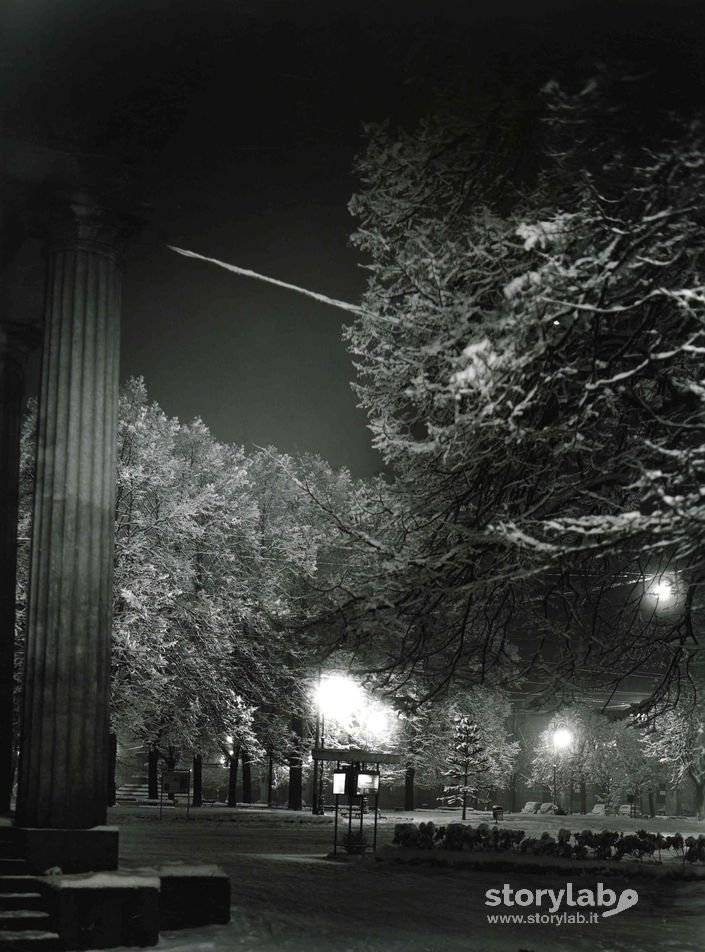 Alberi Innevati