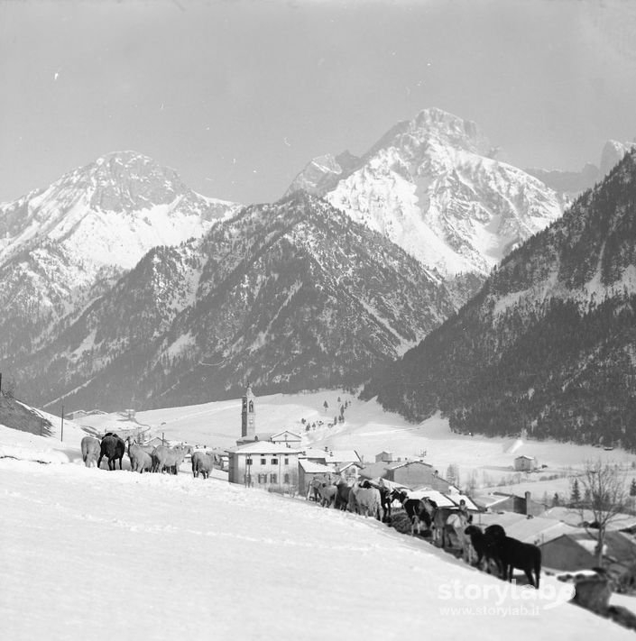 Al pascolo nella neve