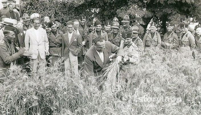Mietitura In Una Delle Aiuole Di Città Per La "Battaglia Del Grano" 1940
