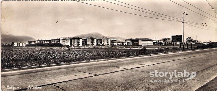 Celadina 1959