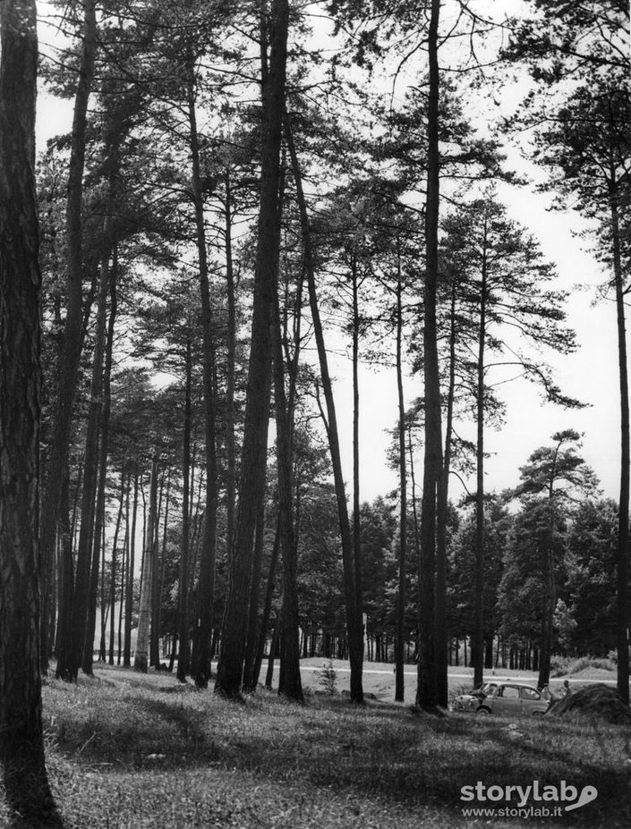 Pineta