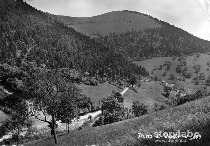 Pineta Di Vigolo