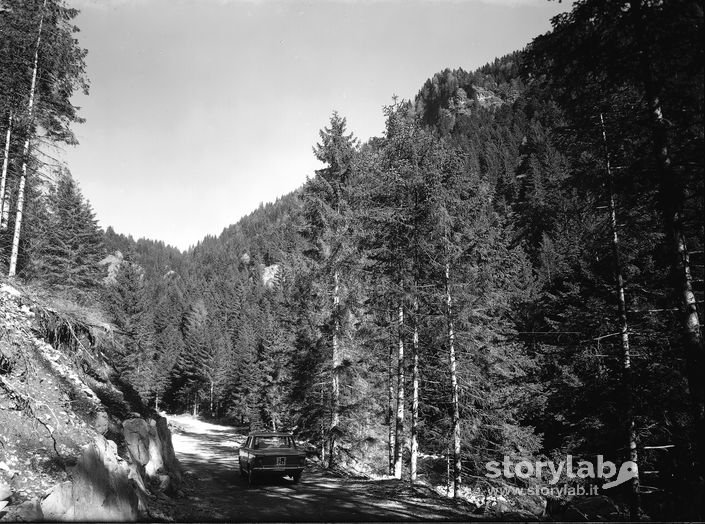 Pineta