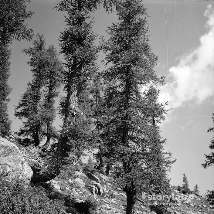 Alberi