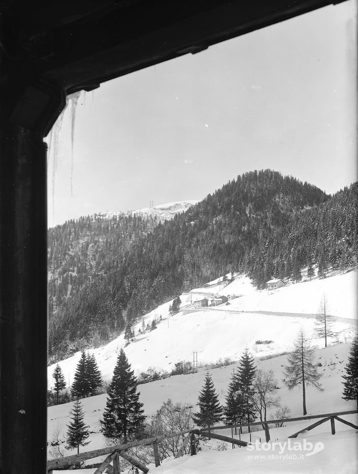 Pineta
