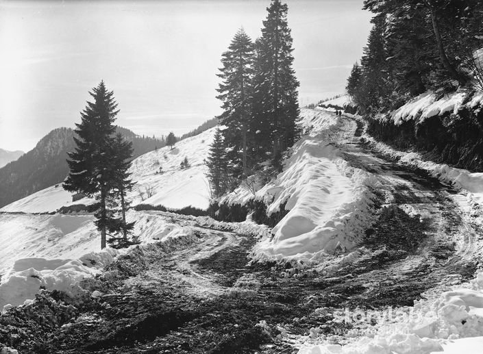 Pineta
