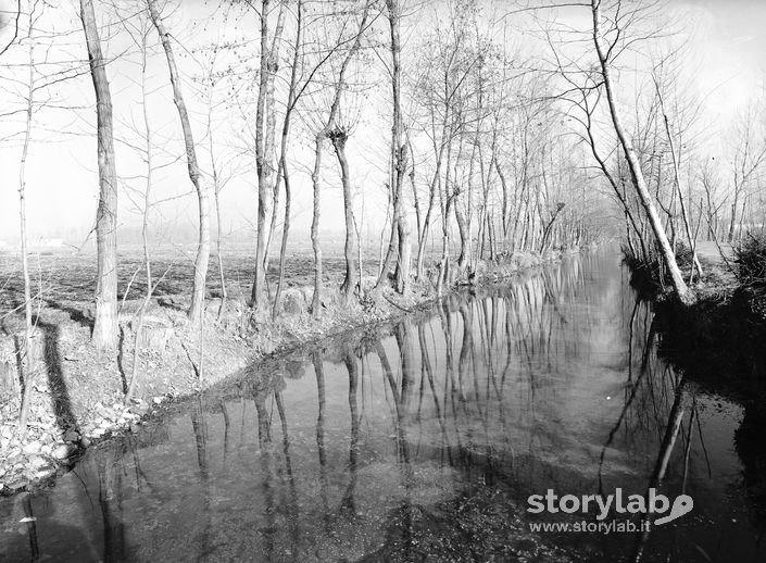 Alberi Riflessi Nell'Acqua