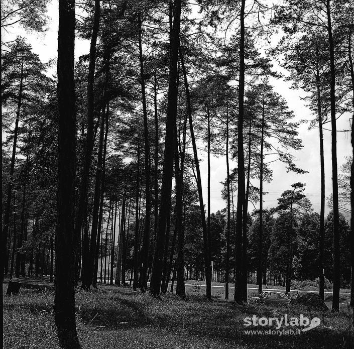 Pineta