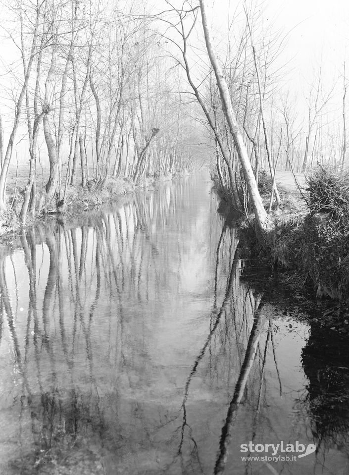 Alberi Riflessi Nell'Acqua
